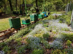 Lehrbienenstand